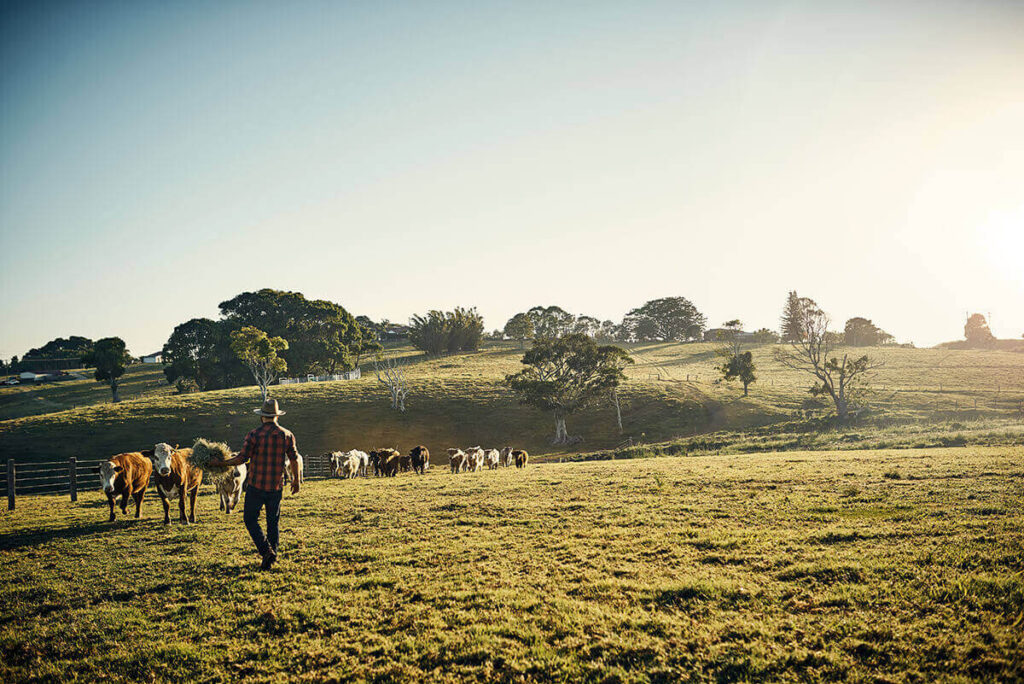 Farmer walking across a field towards cattle on his farm property