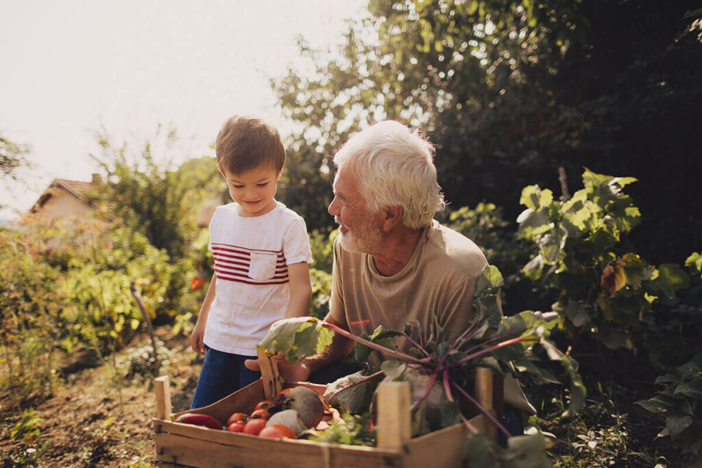 Child with grandfather collecting vegetables from the backyard veggie garden